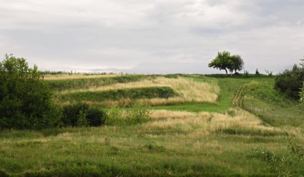 alberi,paesaggio,collina,erba,campo,verde