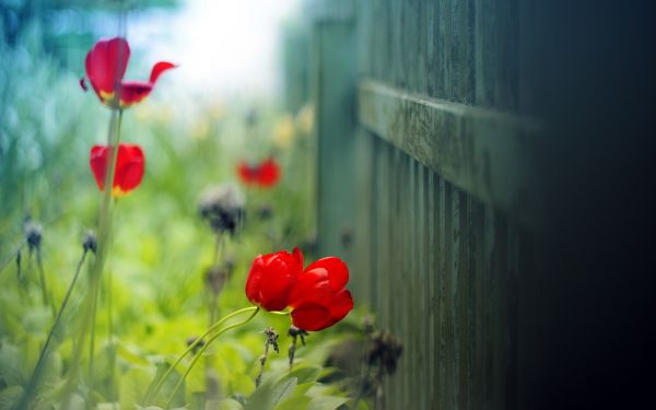 natureza,Plantas,Flores,cerca