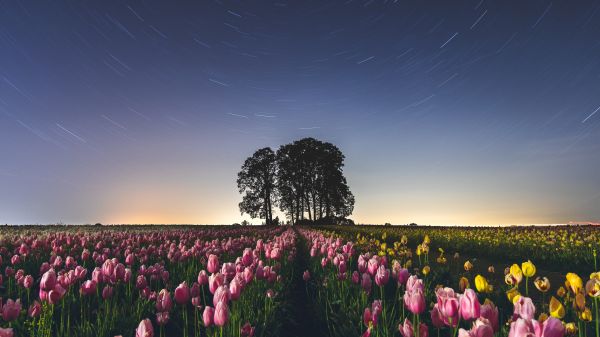 tulips farm,Flores,Oregón,estrellas,Timelapse