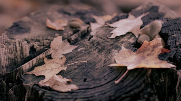 vallen,bladeren,gebladerte,natuur,hout