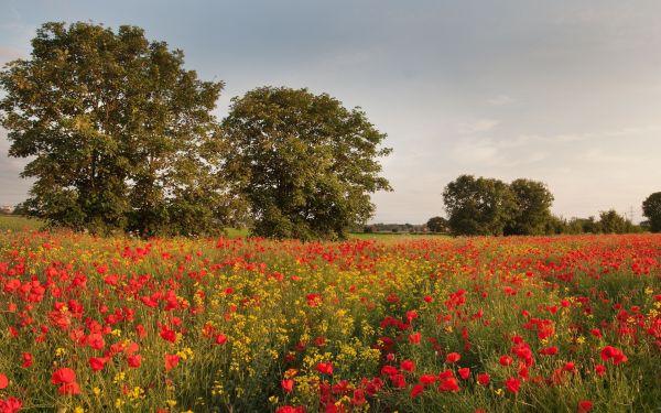 England,2560x1600 px,cress,flowers,meadow,poppies