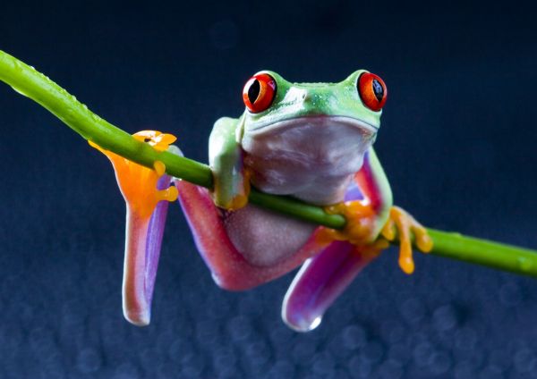 katak,amfibi,Red Eyed Pohon Frogs,fauna,bertulang belakang,fotografi makro