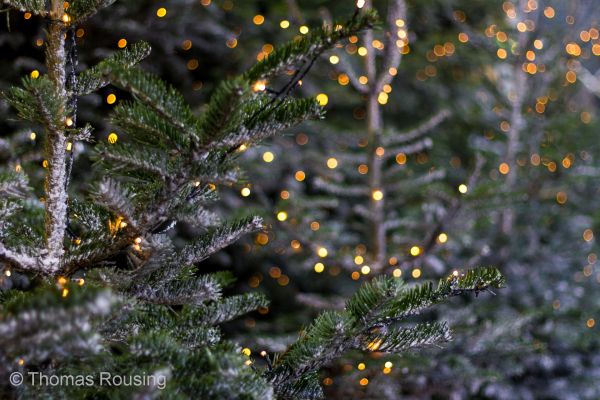 bomen,stad,water,winter,lichten,tak