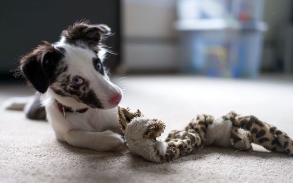 white,toys,animals,depth of field,dog,puppy