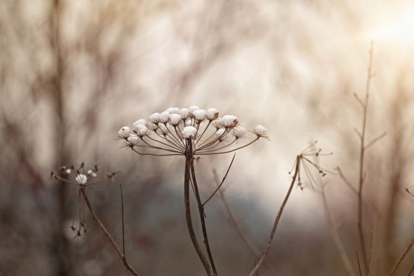 luz de sol, paisaje, luces, negro, Árboles, bosque