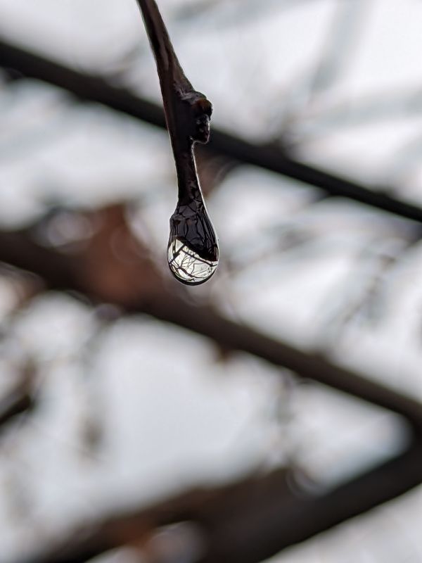 corteccia di albero,macro,mobilephotography