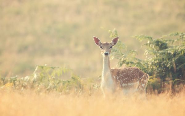 Peura, eläimet, luonto, villieläimet, eläinten poikaset, fawns