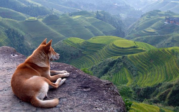 hills,mountains,nature,landscape,dog,terraced field