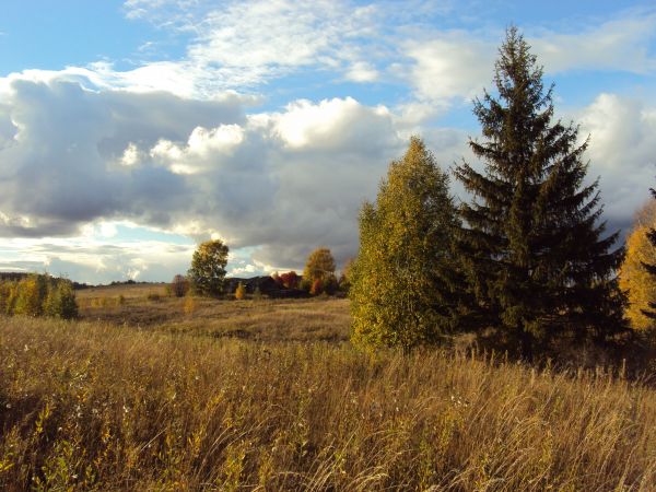 campo,outono,grama,Desbotado,Glade,Prado