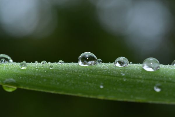 hijau,alam,air,hujan,Nikon,natur