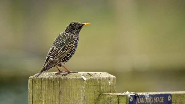 Urbain,oiseau,jardins,rural,Suffolk,Baies