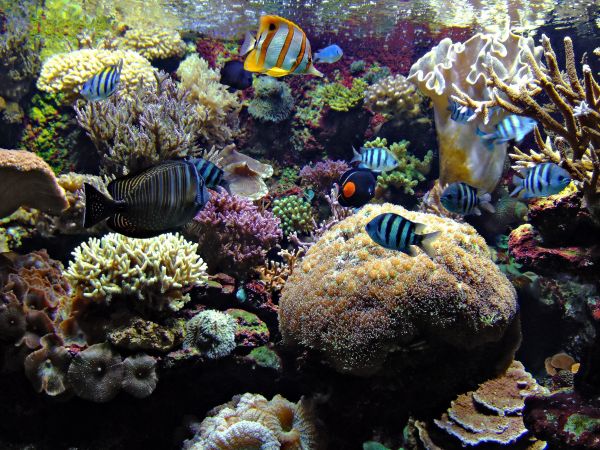 pesce,subacqueo,barriera corallina,acquario,biologia,corallo