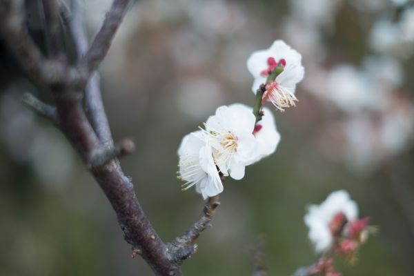 Japon,la nature,la photographie,branche,fleur de cerisier,fleur