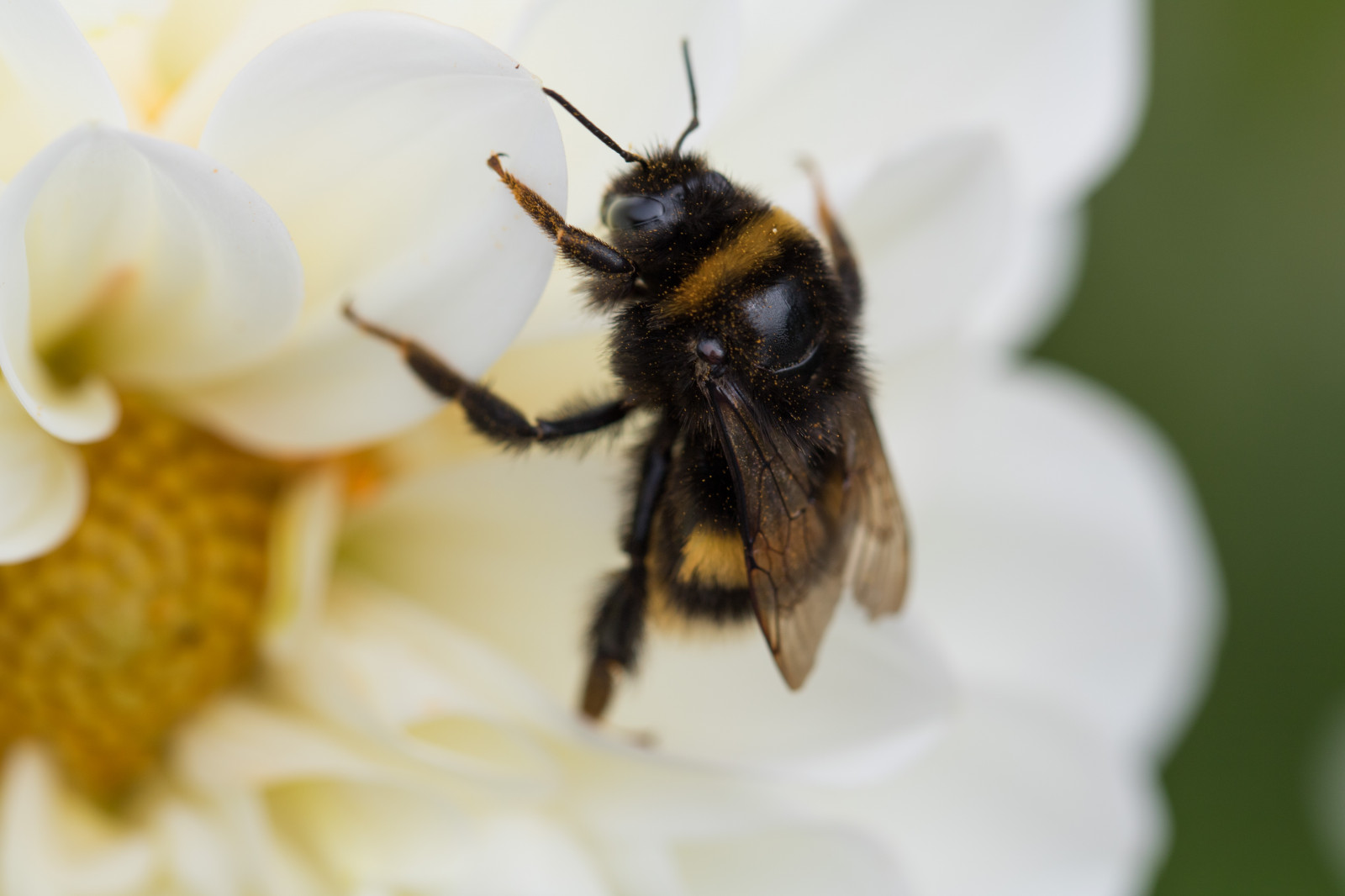 la photographie, insecte, pollen, Bourdon, abeille, fleur, dahlia, Blomma, Modèle exif canoneos760d, Géographie, Camera make canon, La géométrie, Modèle d'appareil photo canoneos760d, Géostate, Géolocalisation, Exif make canon, Exif isospeed 100, Ouverture exif 45, Exif focallength 100mm, Exif lens ef100mmf28lmacroisusm, Katrinetorp, Katrinetorpslanderi, Insekt, pétale, bi, faune, fermer, Photographie macro, invertébré, arthropode, Insectes à membrane ailée, nectar, abeille, Pollinisateur