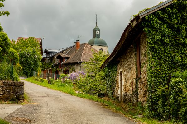 draußen,Natur,Fotografie,Pflanzen,Blumen,Reben