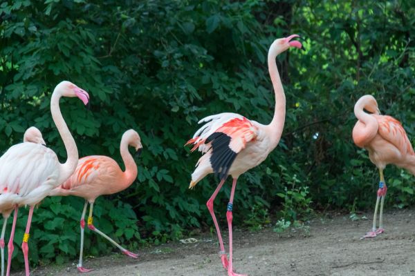 Nemecko,zver a rastlinstvo,zoologická záhrada,zobák,Berlín,zviera