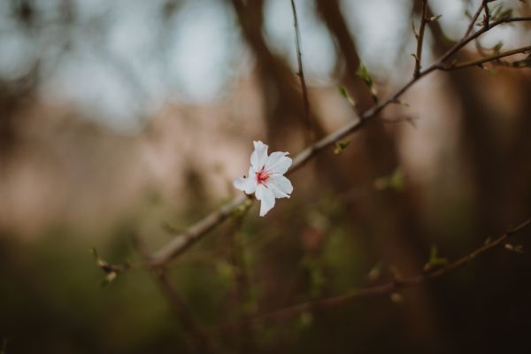 꽃들,꽃 무늬의,보케,자연,피사계 심도,가을