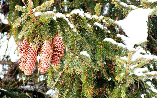 Conos,nieve,invierno,abeto,Ramas,Picaduras