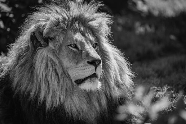 plante,Felidiques,la nature,Carnivore,Lion,Masai Lion