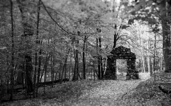 forest,trees,leaves,white,black,monochrome