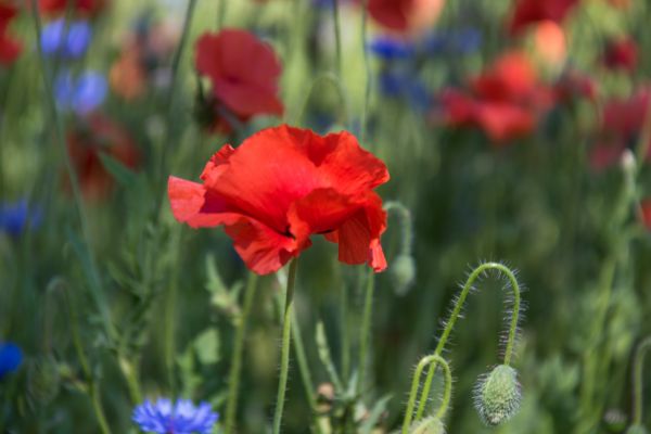 Blume,Feld,Mohn,Blomma,Kornblume,Geolocation