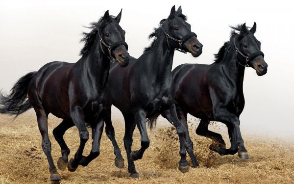 animals,horse,Dark Horse,mare,mammal,1600x1000 px