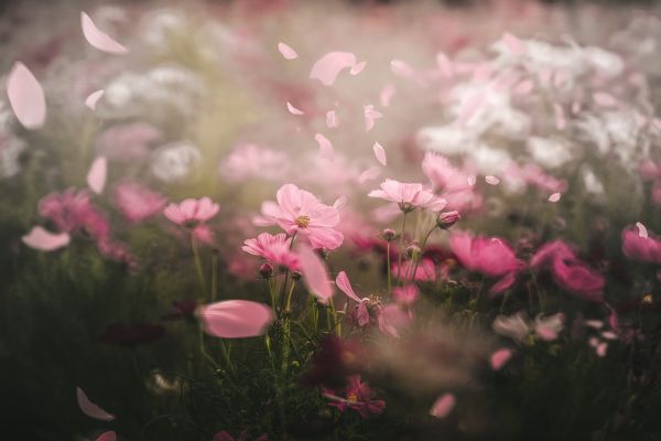 primavera,fiori,natura,bokeh