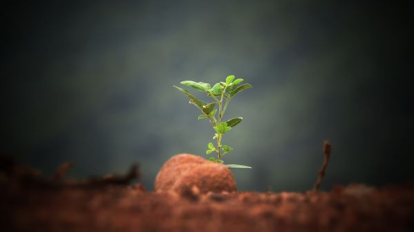 menanam,langit,terrestrial plant,kayu,flash photography,ranting