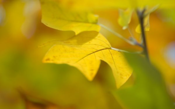 la nature, lumière du soleil, feuilles, Macro, branche, vert