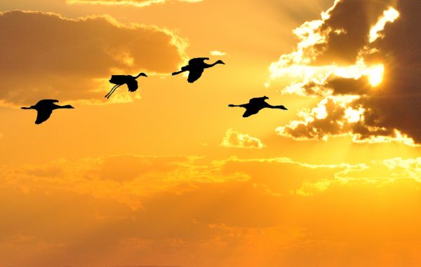 matahari terbenam,langit,sinar matahari,burung-burung,sayap,bayangan hitam