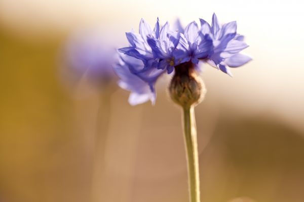 青,花,褐色,ぼかし,閉じる,キヤノン