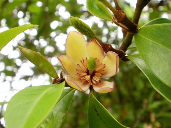 blomma,fleur,buske,blomma,flor,norra Carolina