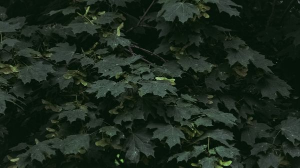 bladeren,bomen,groen,natuur