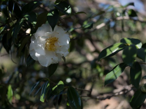 sollys, natur, afdeling, grøn, Japan, parkere