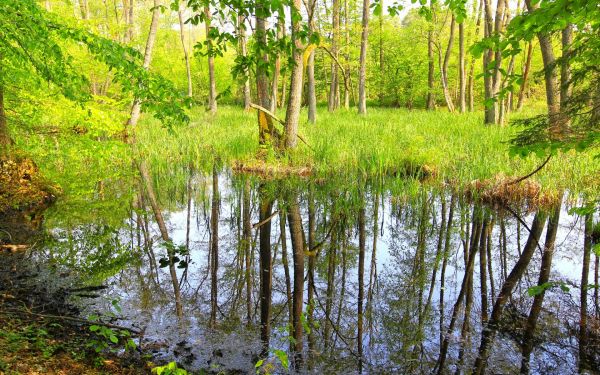 sjö,natur,reflexion,skog,vatten,flod