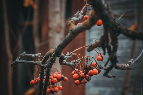 naturaleza,otoño,rama,bayas,bayas rojas,abandonado