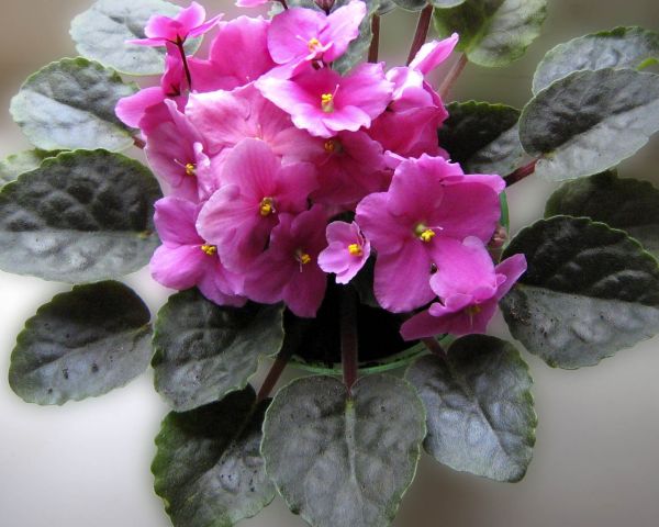 interior,tolet,flor,folhagem,maconha