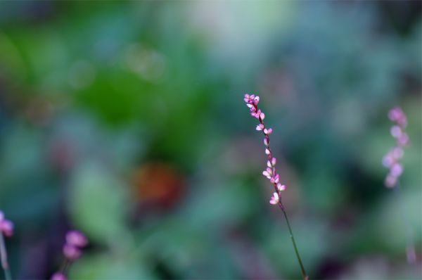 natură,iarbă,inflori,flori,fotografie,verde