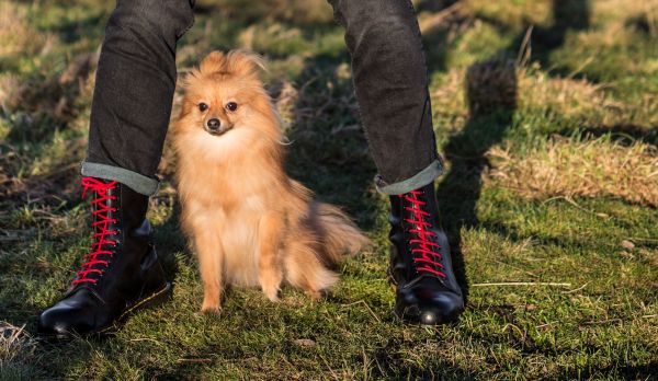 noir,amour,rouge,la photographie,jaune,herbe