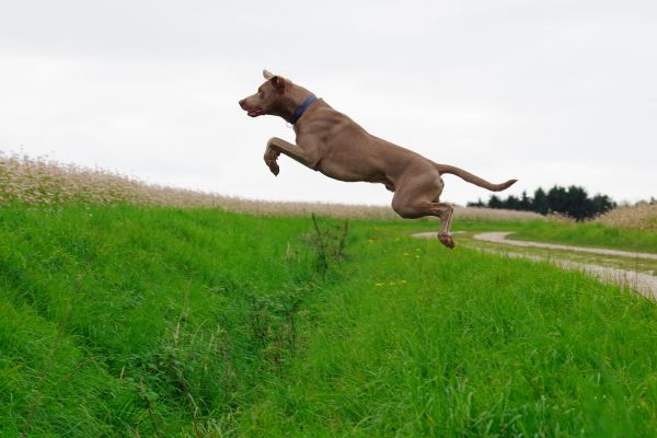 field,dog,jump,pentax,walk,Saxony