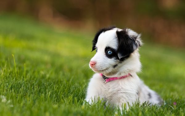 anjing,Border Collie,melihat,anak anjing,Gembala Australia,indah