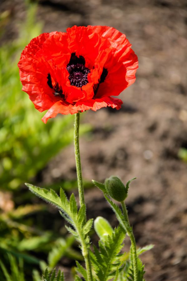 natur,blomst,plante,valmue,flora,blomma