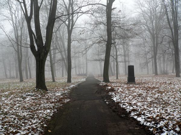 sollys,træer,Skov,sne,vinter,afdeling