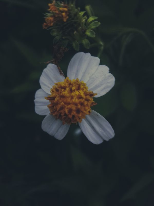 blomst,plante,kronblad,etårig plante,blomstrende plante,græs