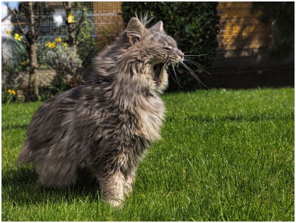 Garten,Gras,Katze,Whiskers,wilde Katze,Tier