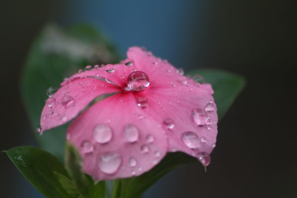 flor,plantar,pétala,agua,líquido,fluido