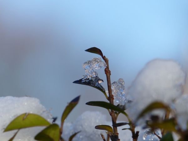 la nature, HDR, neige, hiver, branche, la glace