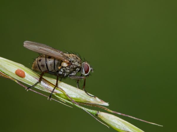 natur,fotografering,insekt,grønn,Fly,anlegg