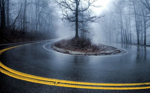 Árboles,contraste,invierno,reflexión,nieve,la carretera