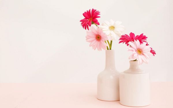 1920x1200 px,flower,life,still,gerbera,light